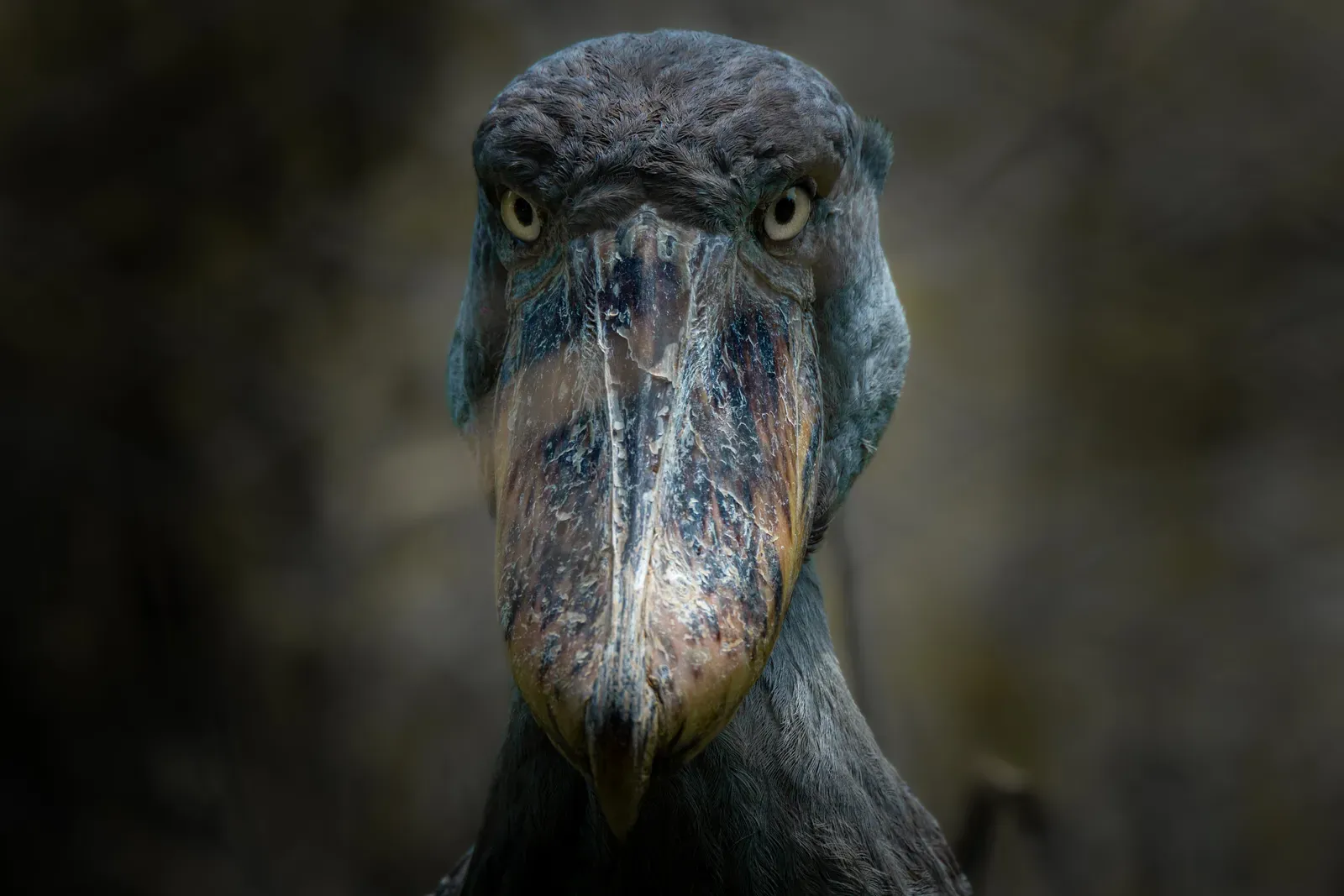 Final Thoughts on This Swamp Sovereign (Image Credits: Wikimedia)