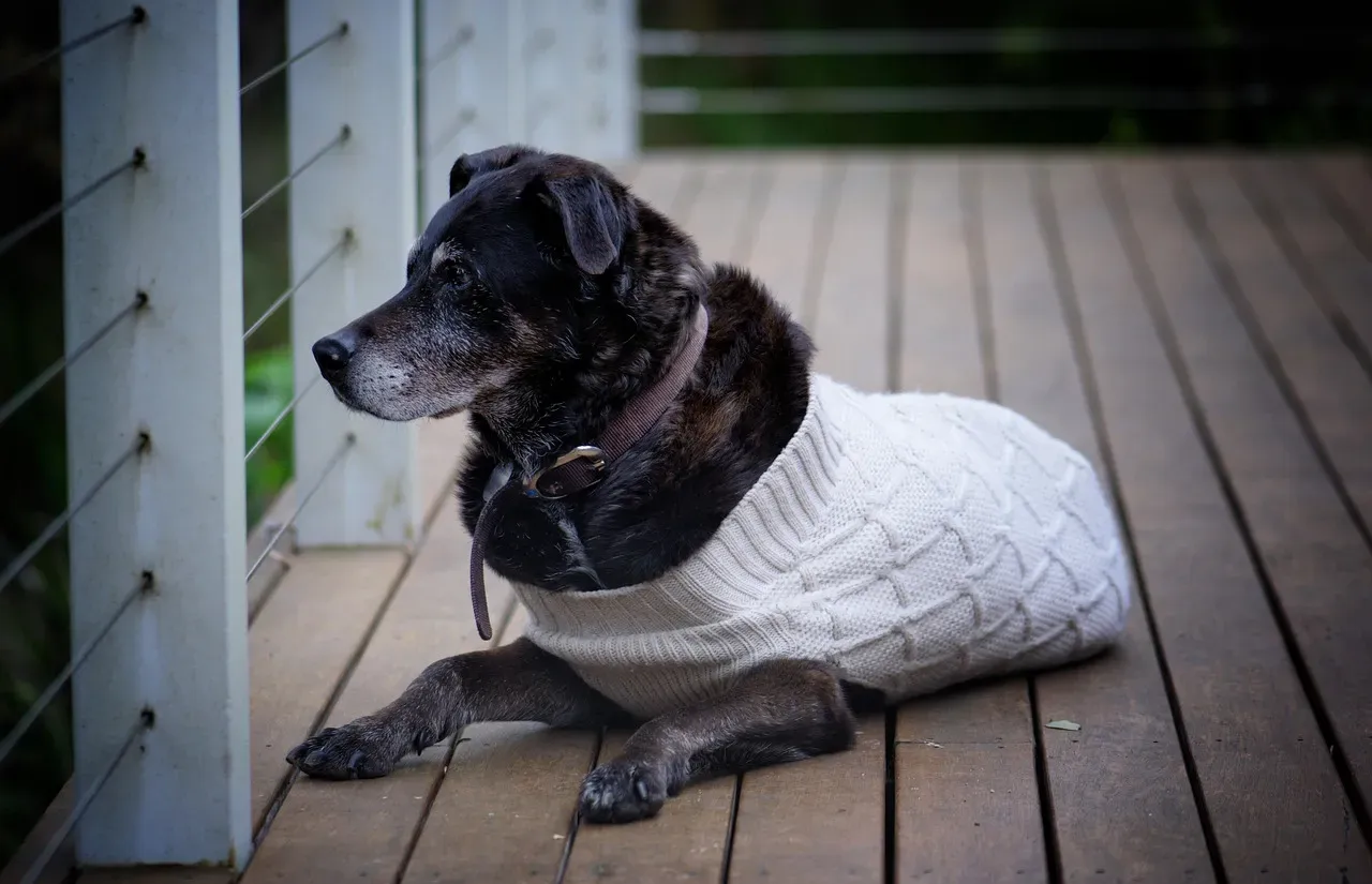Fido: Fourteen Years at the Bus Stop (Image Credits: Pixabay)