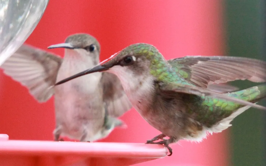 #4 - Drinking Nectar With a Shape-Shifting Tongue (jecabello, Flickr, CC BY-SA 2.0)