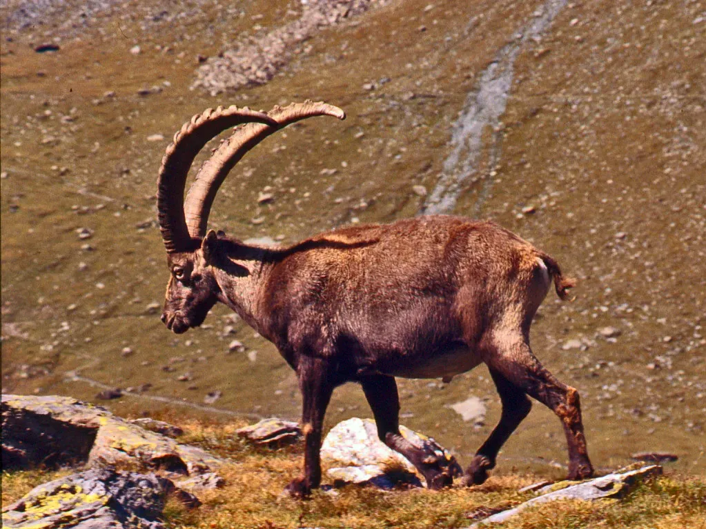 Virgo: The Ibex's Precision and Strategic Thinking (Image Credits: Flickr)