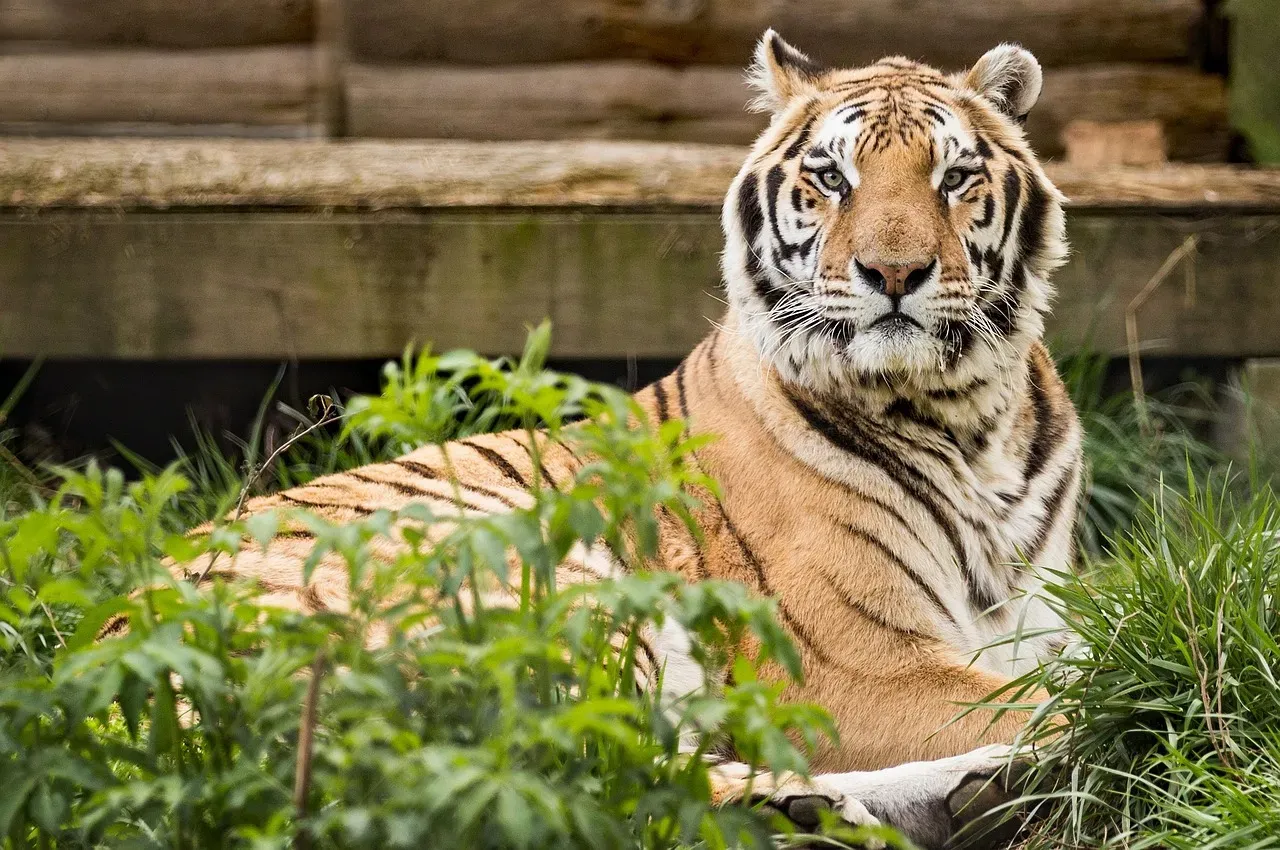 Wild at Heart: Wildlife Rescues That Ended in Freedom (Image Credits: Pixabay)
