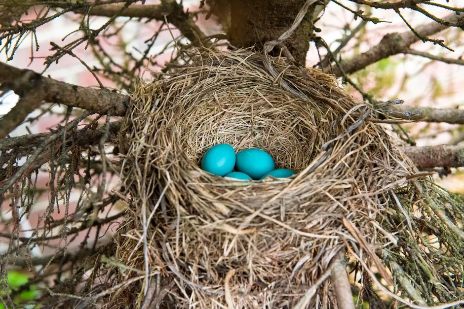 #4 - Nesting and Burrows Start Showing Up Shockingly Close to the House (Image Credits: Pexels)