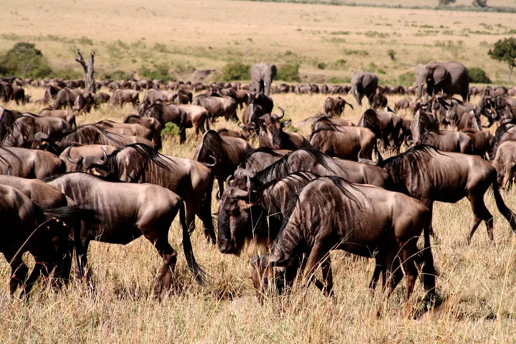 The Great Wildebeest Migration: An Ancient Clockwork of Rain and Survival (daretothink, Flickr, CC BY 2.0)