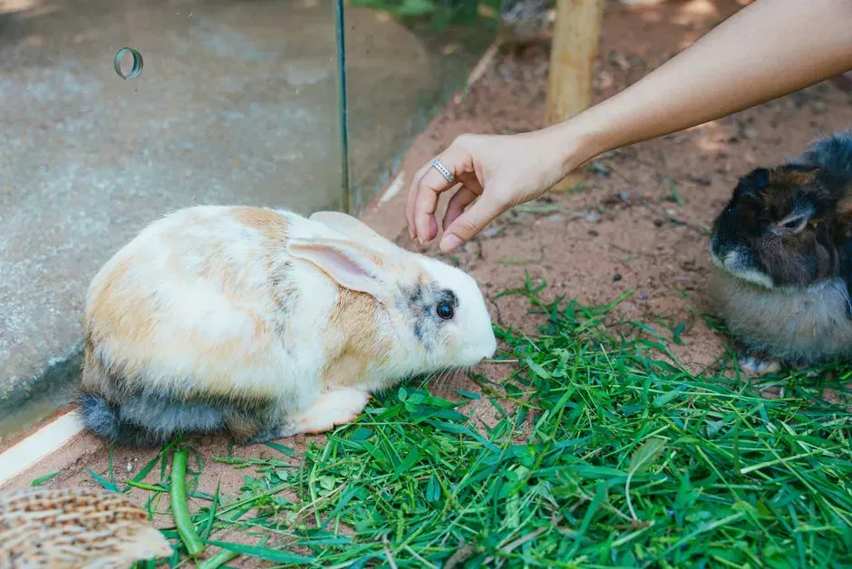 Rabbits as Environmental Indicators (Image Credits: Pexels)