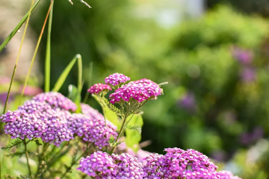 #33 - Yarrow: A Great Plant, Wrong Audience (Image Credits: Pexels)