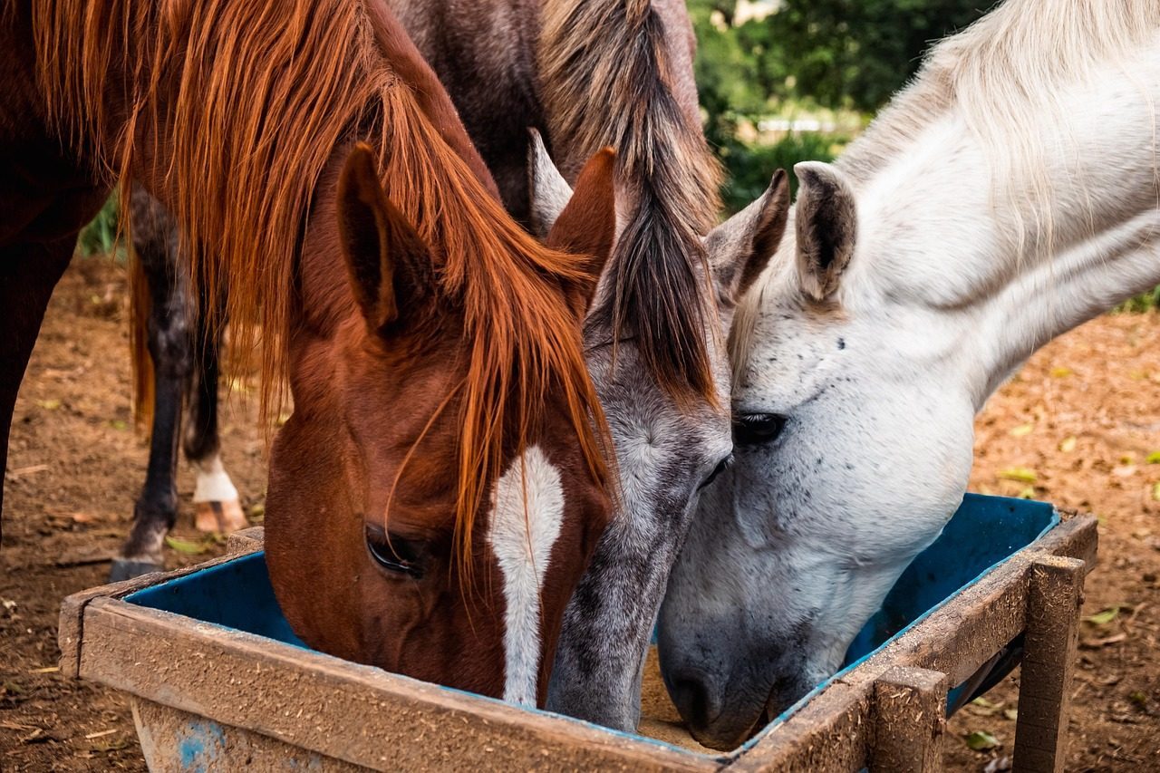 Overfeeding Grains Without Understanding the Consequences (Image Credits: Pixabay)
