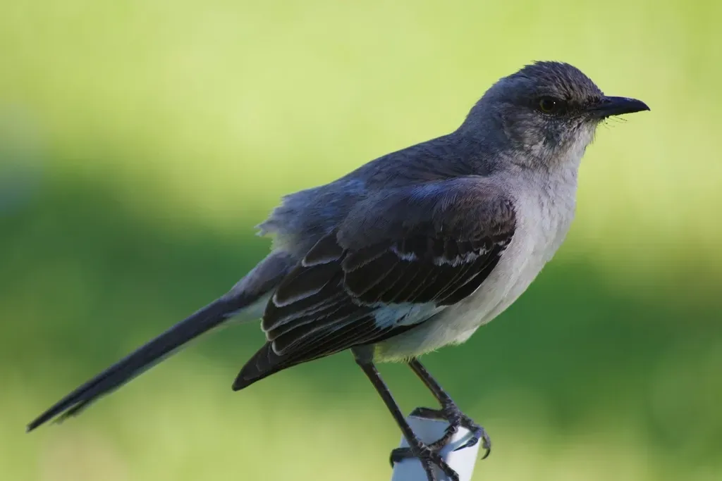 #10: The Mockingbird Is the State Bird of Five U.S. States (Image Credits: Rawpixel)