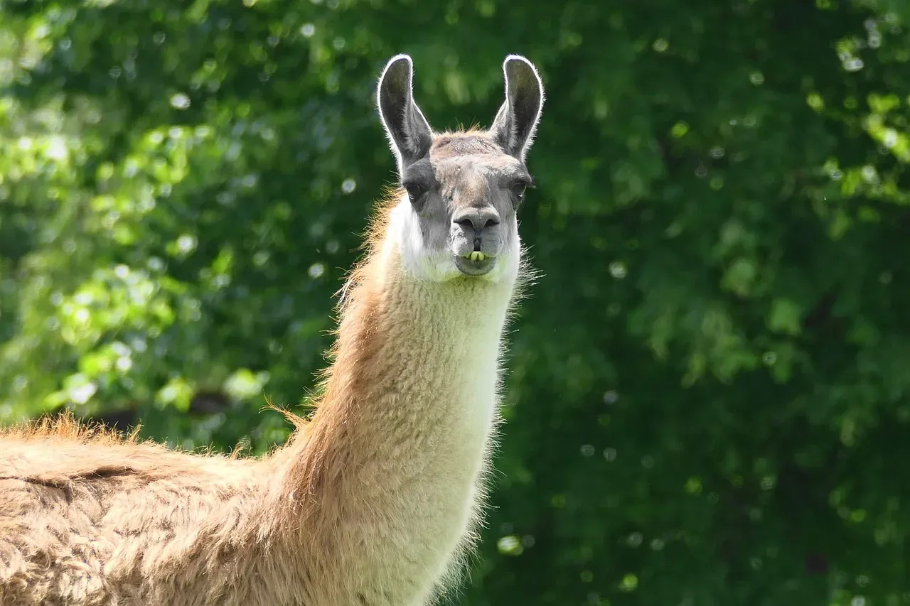 #10. Llamas and Alpacas (Image Credits: Pixabay)