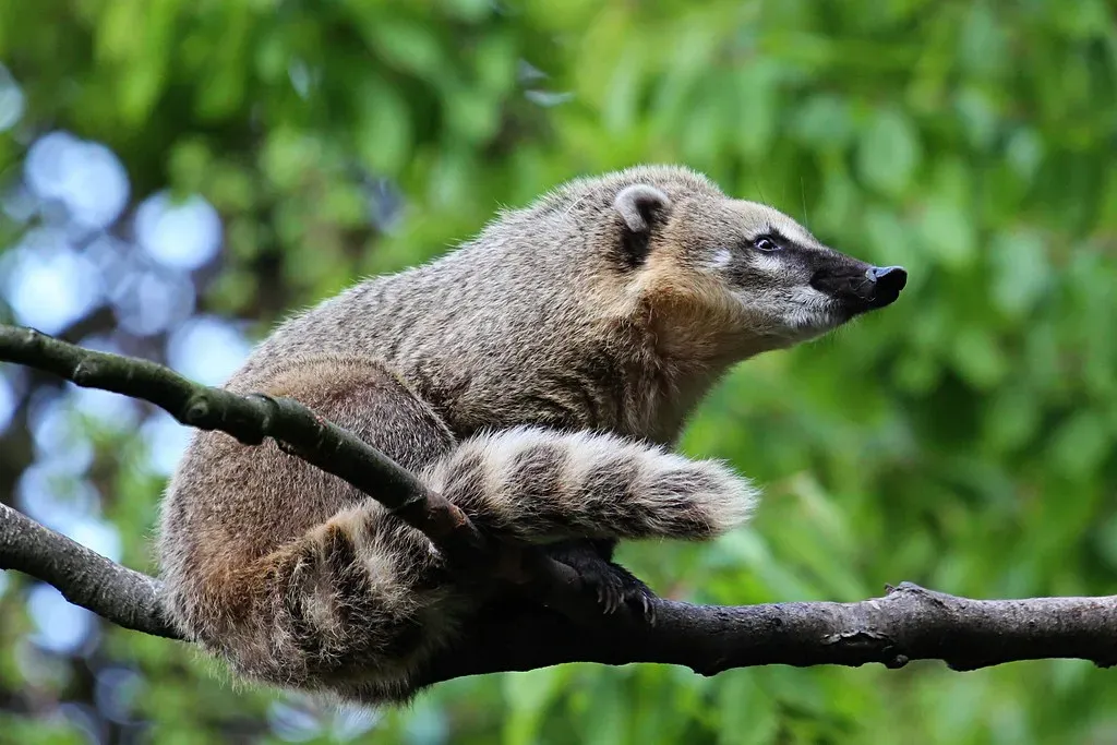 Ancient Mayans Believed Coatis Had Supernatural Powers (Image Credits: Flickr)