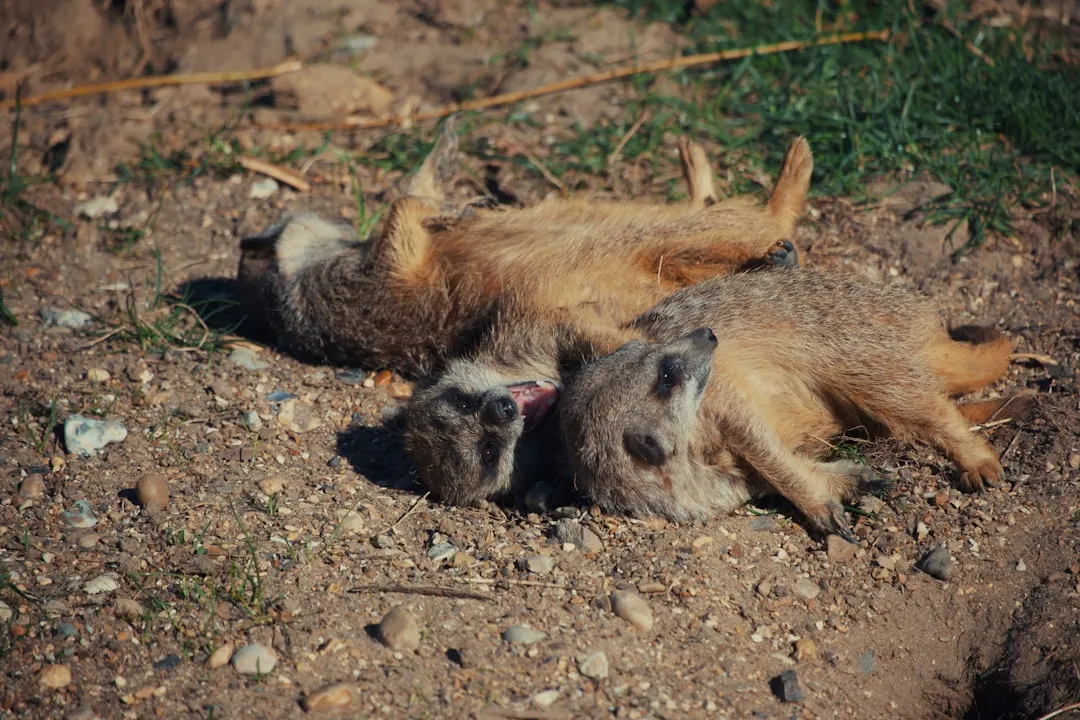 #9 - Playing Dead So Convincingly Predators Give Up (Image Credits: Unsplash)