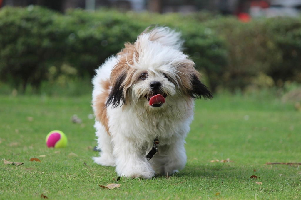 Lhasa Apsos (Image Credits: Rawpixel)