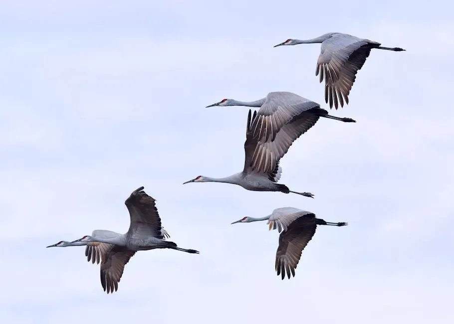Birds Heading North: A Documented Shift (Image Credits: Pexels)