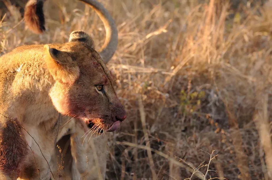 Myth 6: Lions Rest All Day and Hunt Only at Night (Image Credits: Pexels)