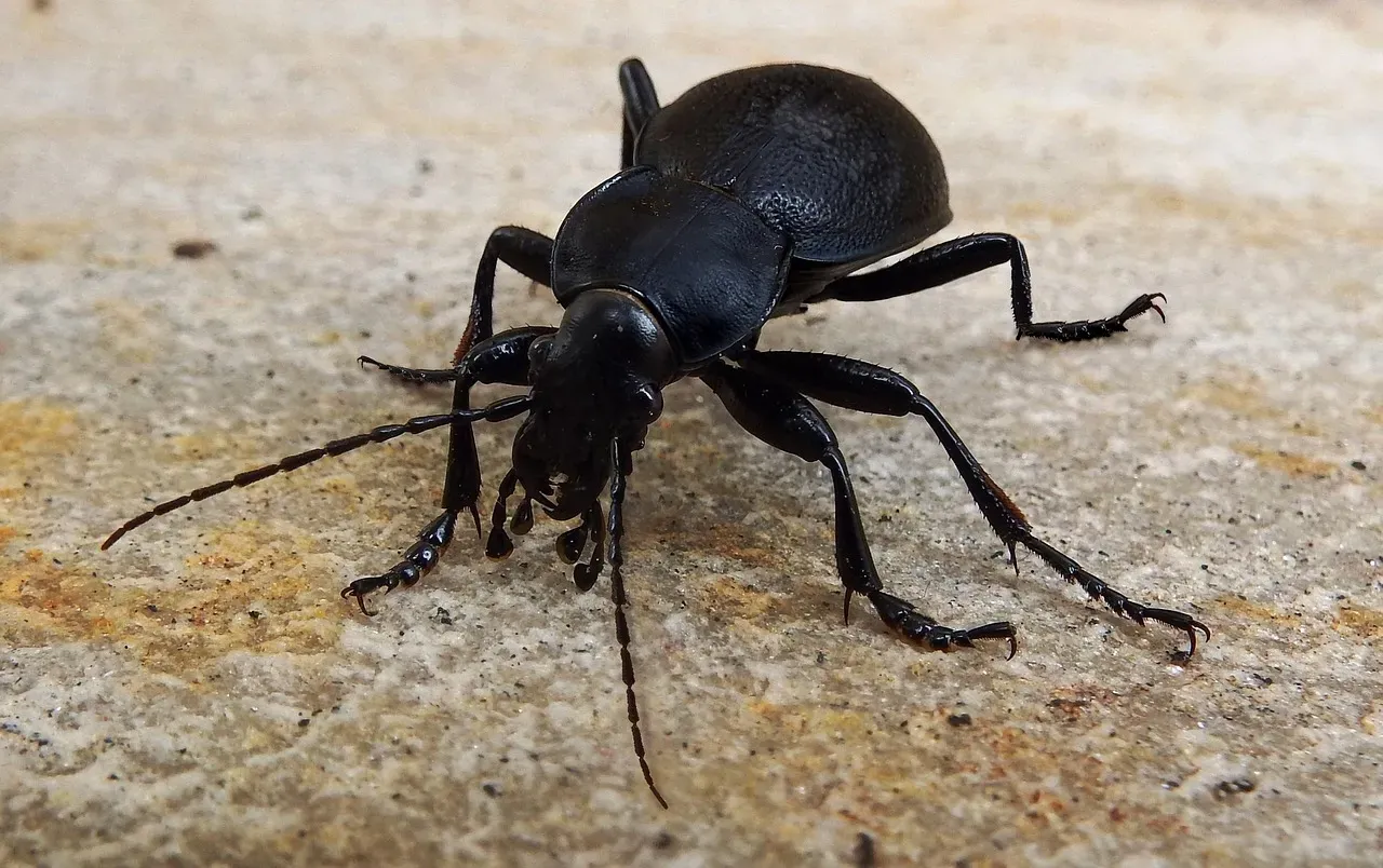 Ground Beetles (Image Credits: Pixabay)