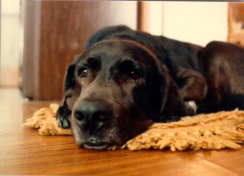 The Labrador Retriever: America's Sweetheart with a Clingy Side (Image Credits: Flickr)