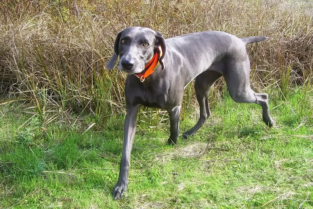 10. Weimaraner: Bred to Hunt, Impossible to Idle (Renee V, Flickr, CC BY 2.0)