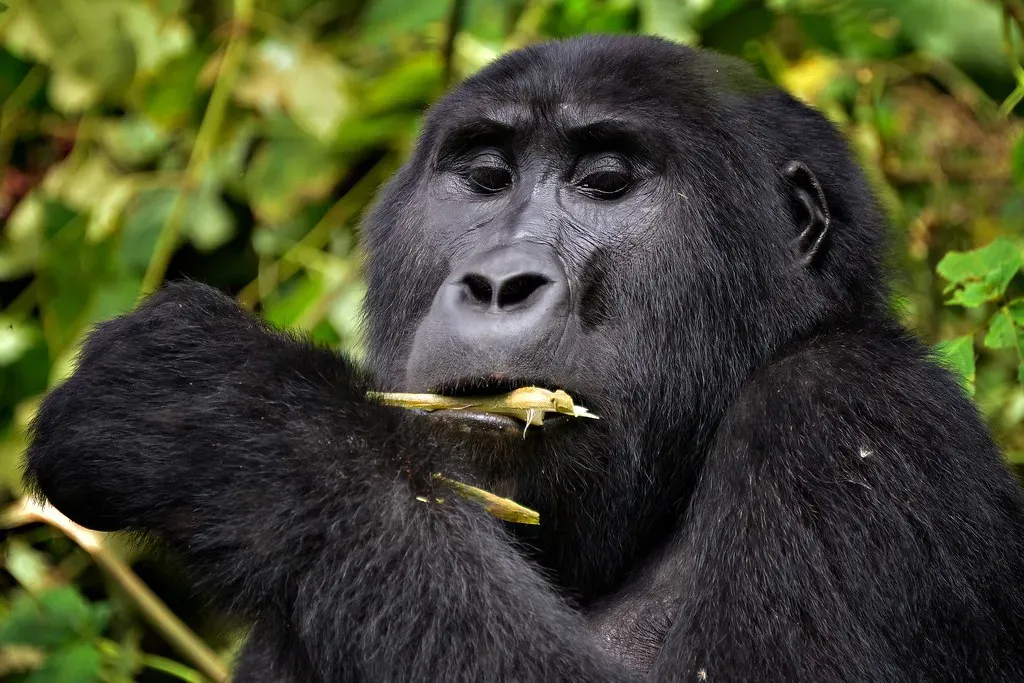 Mountain Gorilla: Conservation Against the Odds (Image Credits: Flickr)