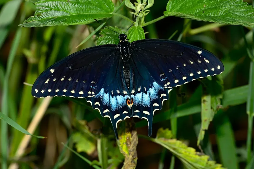 Black Swallowtail (Image Credits: Unsplash)