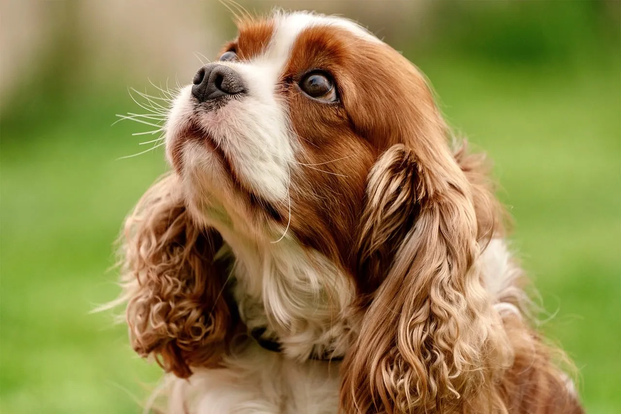 4. Cavalier King Charles Spaniel: Velcro Dog, Not a Fan of Thunder (Image Credits: Pixabay)