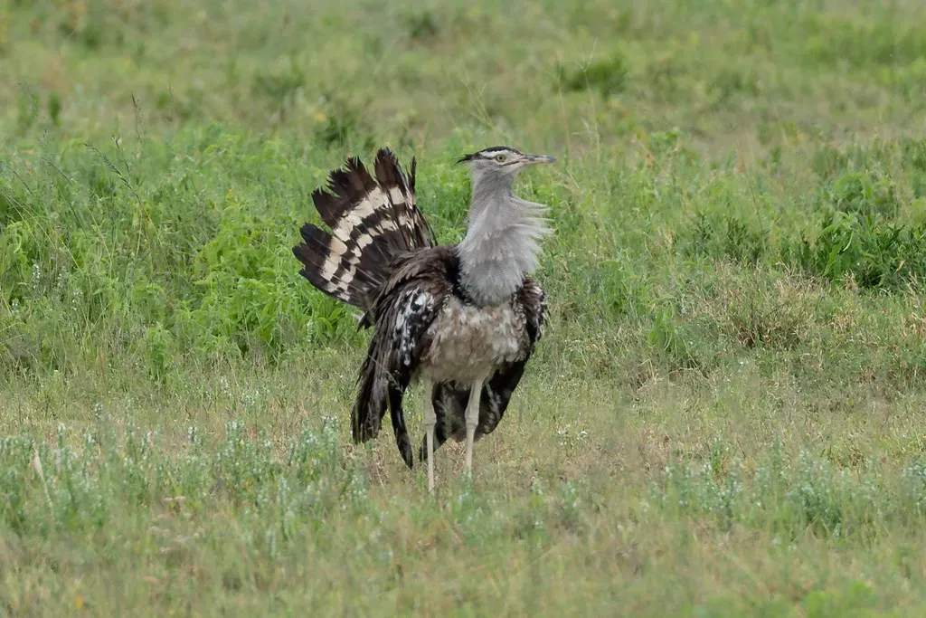 8. It Has a Fascinating and Unusual Plumage System (Eric Kilby, Flickr, CC BY-SA 2.0)