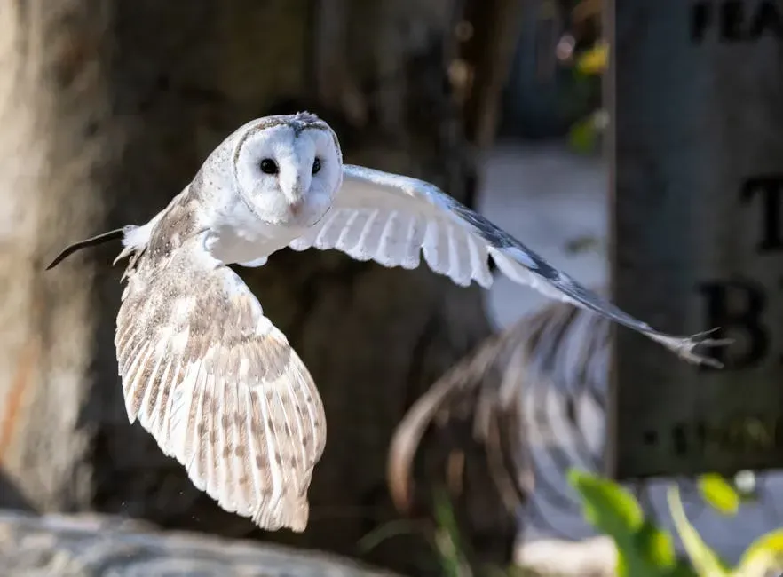 The Engineering of Silent Flight (Image Credits: Pexels)