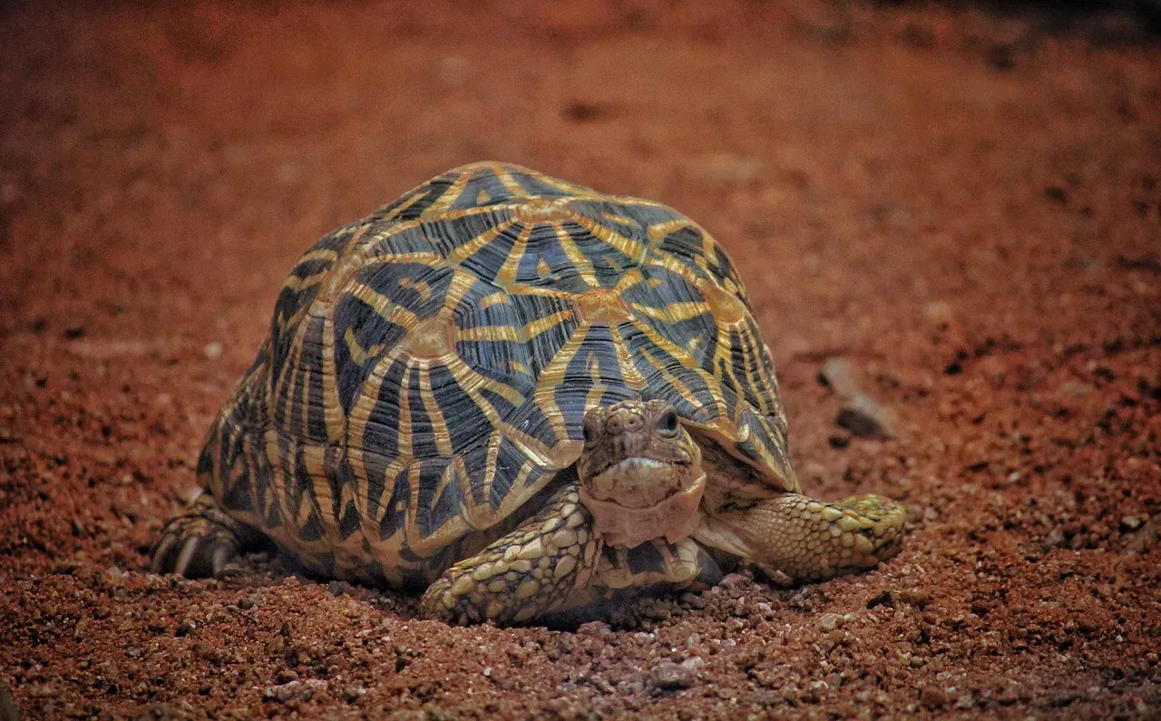 Indian Star Tortoise: The Living Starburst (Image Credits: Pixabay)