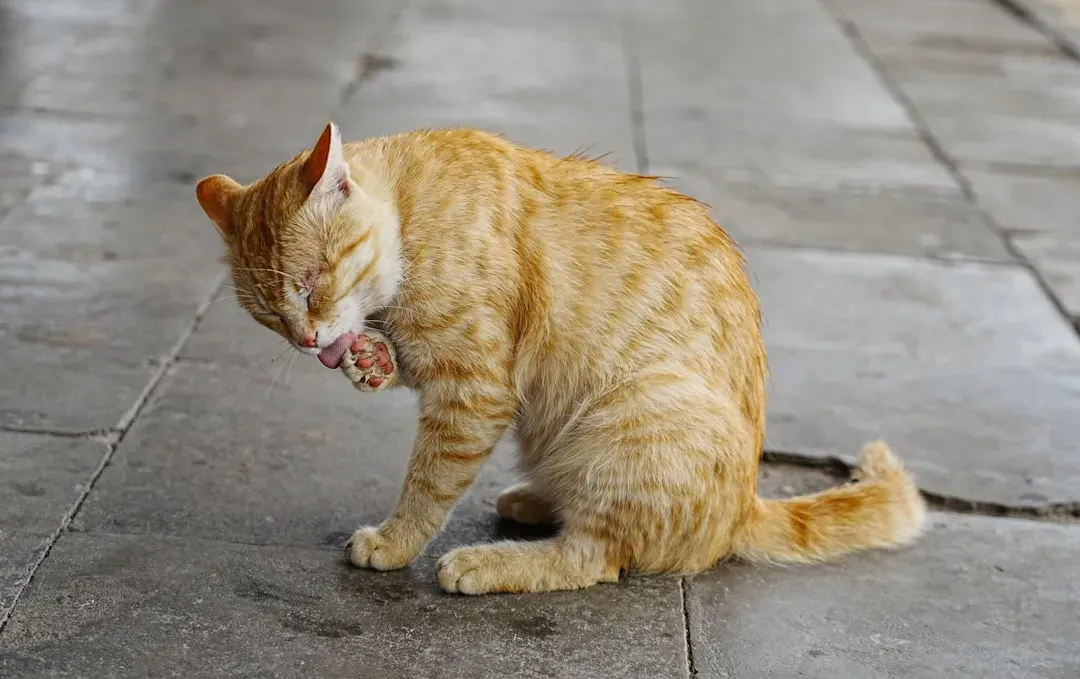 Failing to Spay or Neuter (Image Credits: Unsplash)