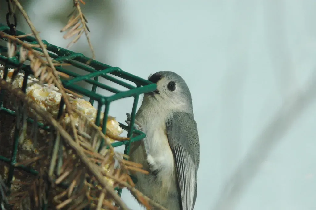 #9: They Form Mixed-Species Foraging Flocks with a Clear Social Hierarchy (lily_britches, Flickr, CC BY-SA 2.0)