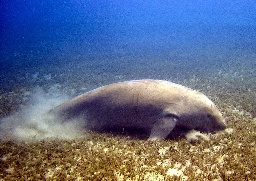 Manatees as an Ecological Indicator and Economic Driver (Ruth and Dave, Flickr, CC BY 2.0)