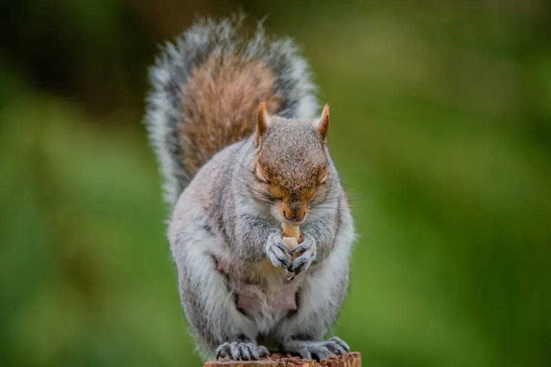 The Clever Art of "Chunking" Their Stash (Image Credits: Unsplash)