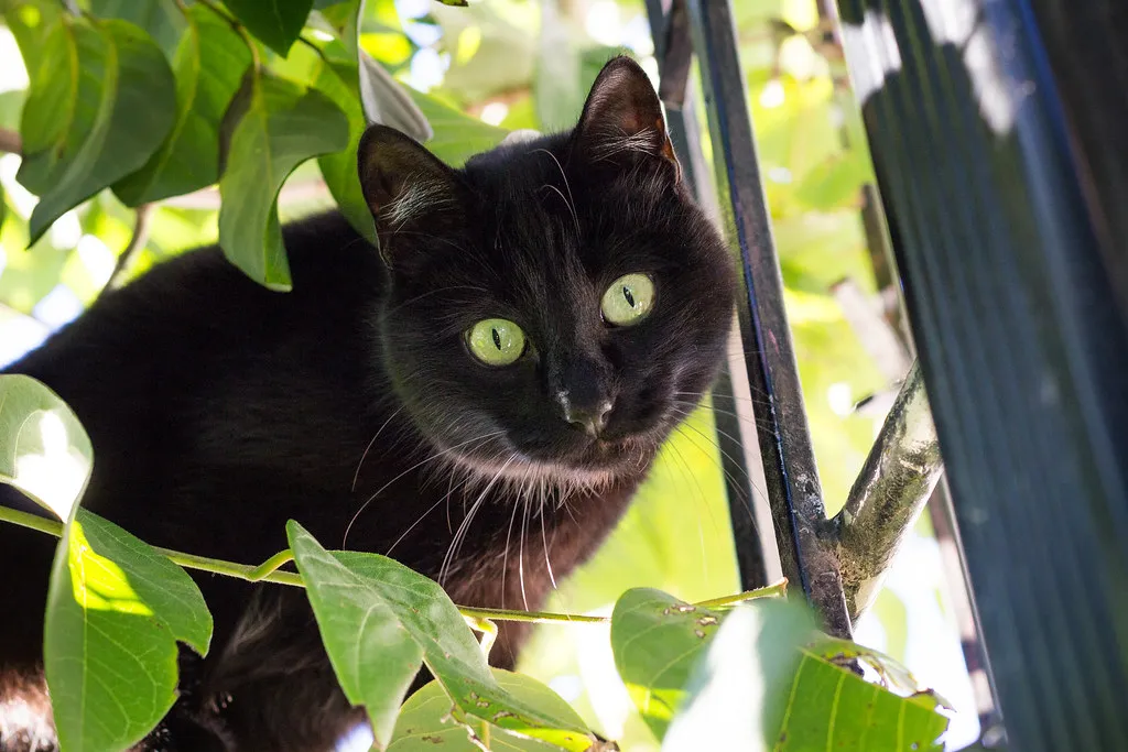 Scorpio: The Intense Cat Aficionado (DanielaC173, Flickr, CC BY-SA 2.0)