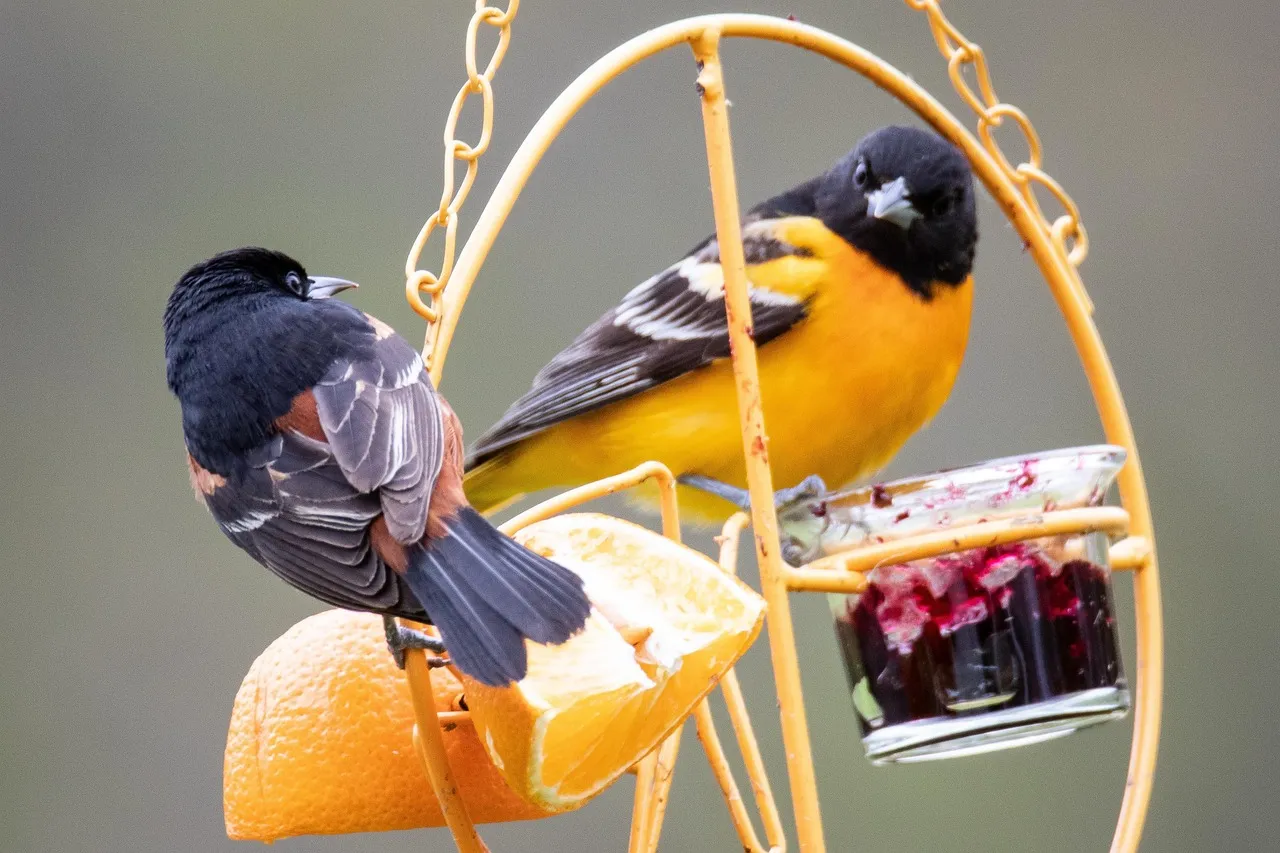 #7 - They Hoard “Backup” Perches Like Real Estate (Image Credits: Pixabay)