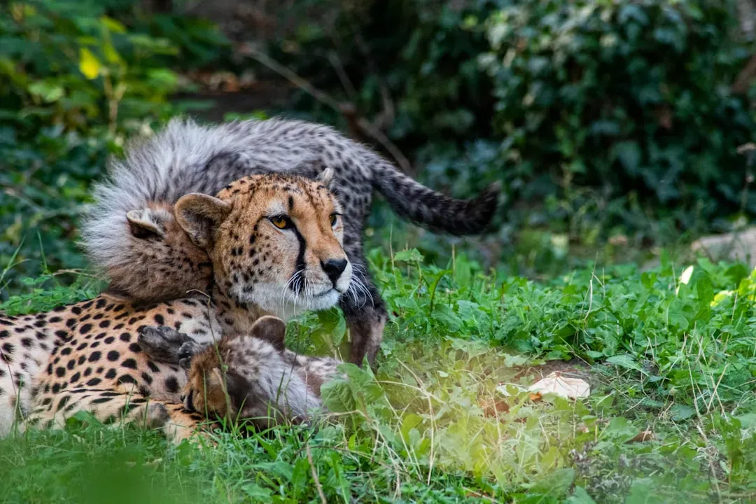 Disappearing Act: How Cheetahs Use Stealth to Outsmart Predators (Image Credits: Unsplash)