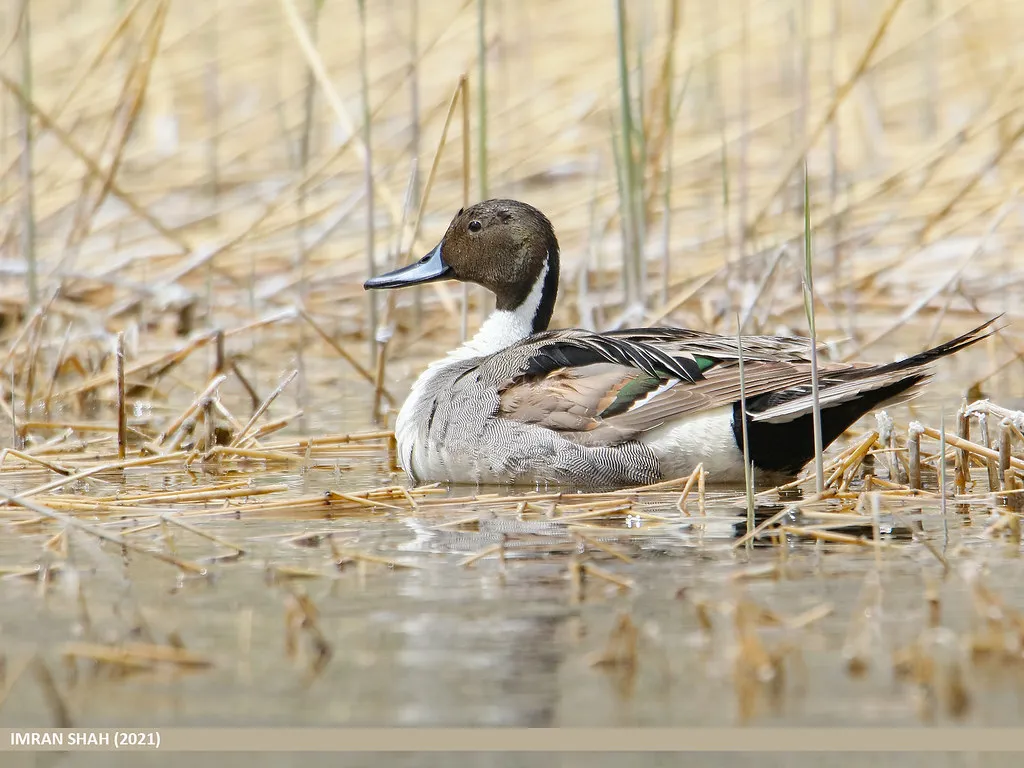 #2 - Northern Pintails Have Become Uncommon on Prairie Ponds (gilgit2, Flickr, CC BY-SA 2.0)