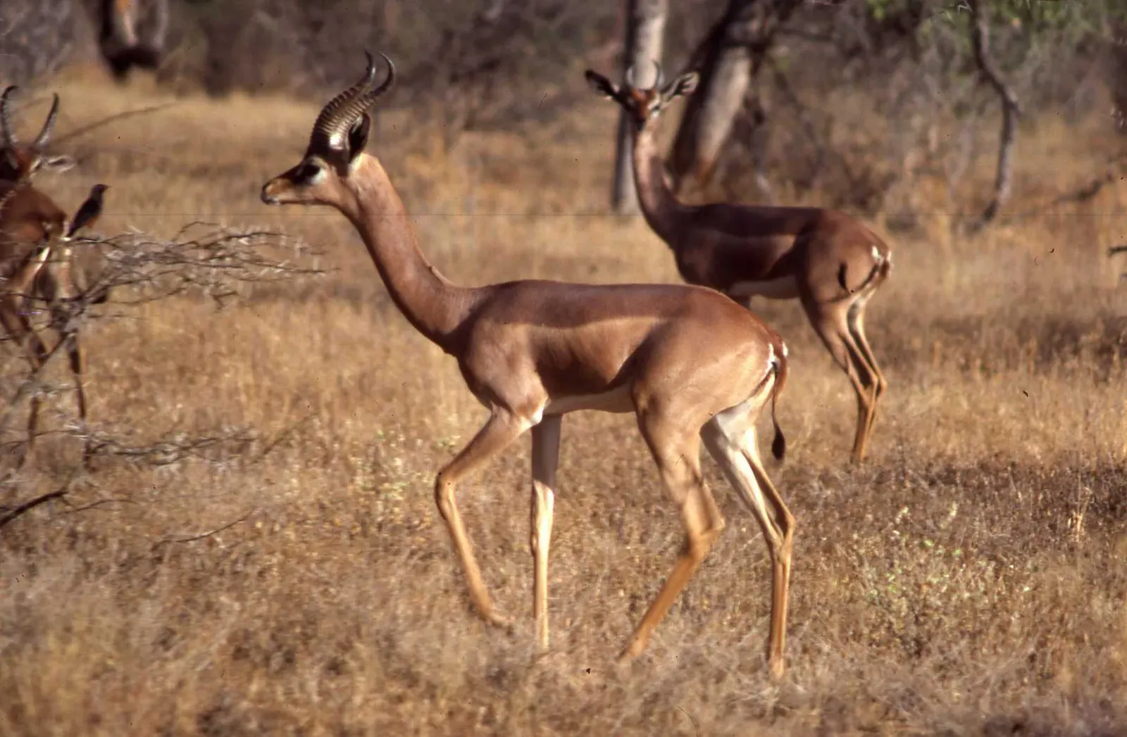 The Gerenuk: The Giraffe Gazelle (Image Credits: Wikimedia)