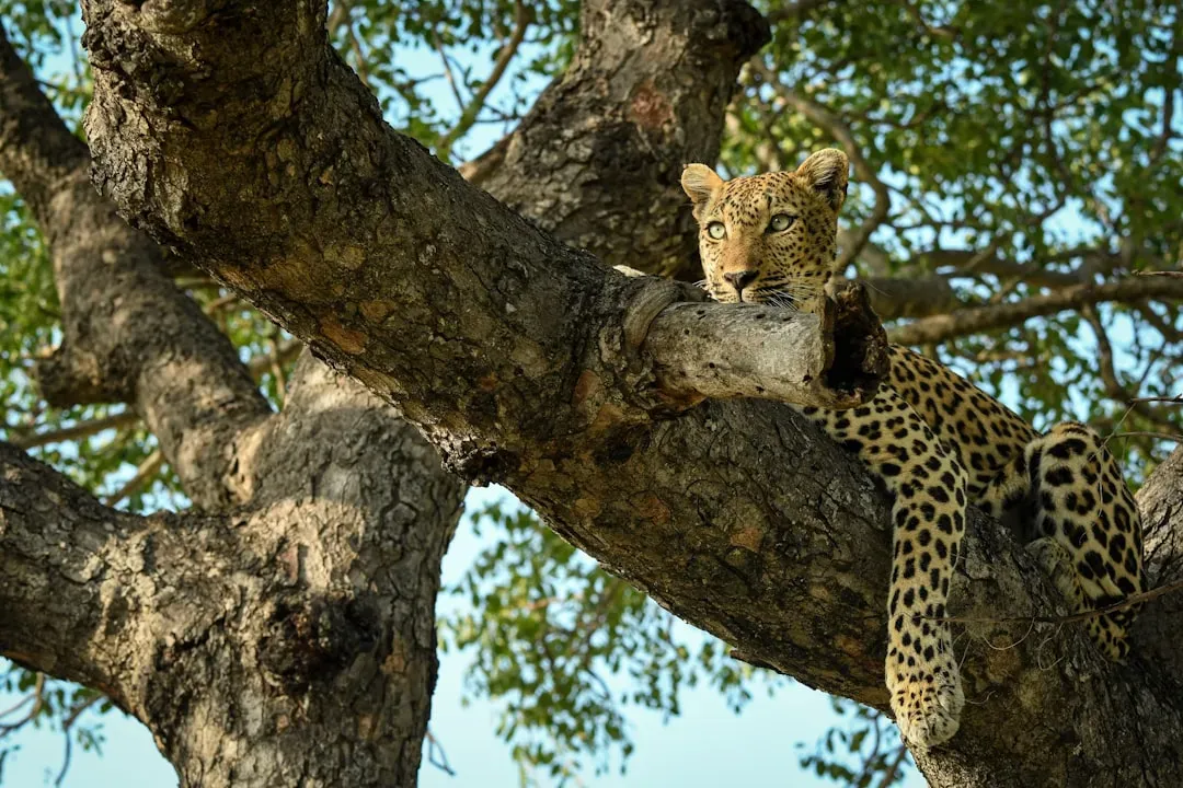 Leopard – The Spotted Stalker (Image Credits: Unsplash)
