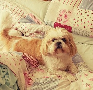 #2. Shih Tzu (Image Credits: Wikimedia)