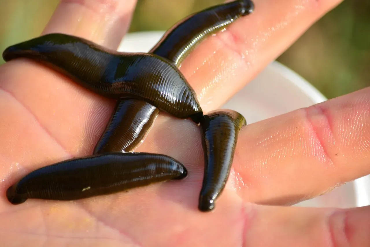 Leeches (Image Credits: Pixabay)