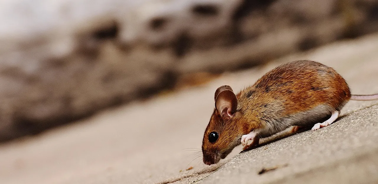 Mice: Strategic Thinkers (Image Credits: Pixabay)
