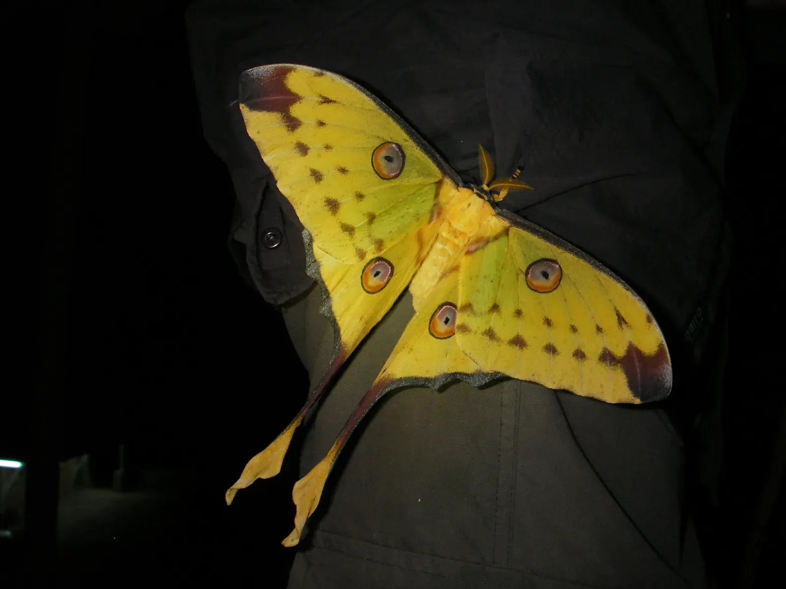 Comet Moth (Image Credits: Wikimedia)