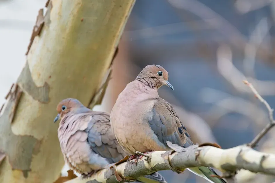 Social Behavior and Pair Bonding (Image Credits: Pexels)