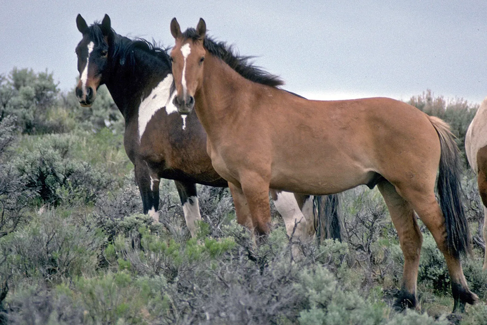 Oregon's Historic Herds (Image Credits: Wikimedia)