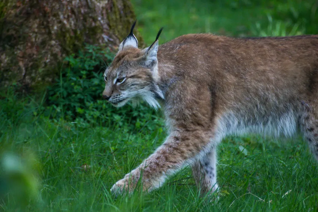 Scorpio (October 23 – November 21): The Lynx (Infomastern, Flickr, CC BY-SA 2.0)