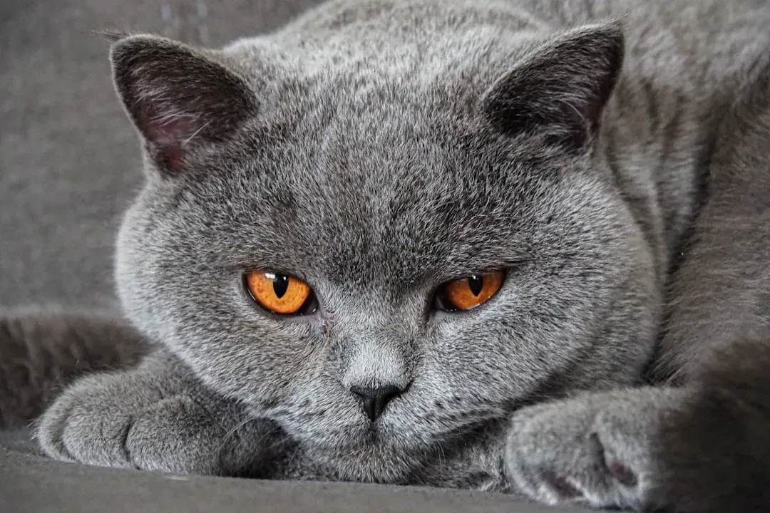 British Shorthair: The Perfectly Polished Gentleman (Image Credits: Unsplash)