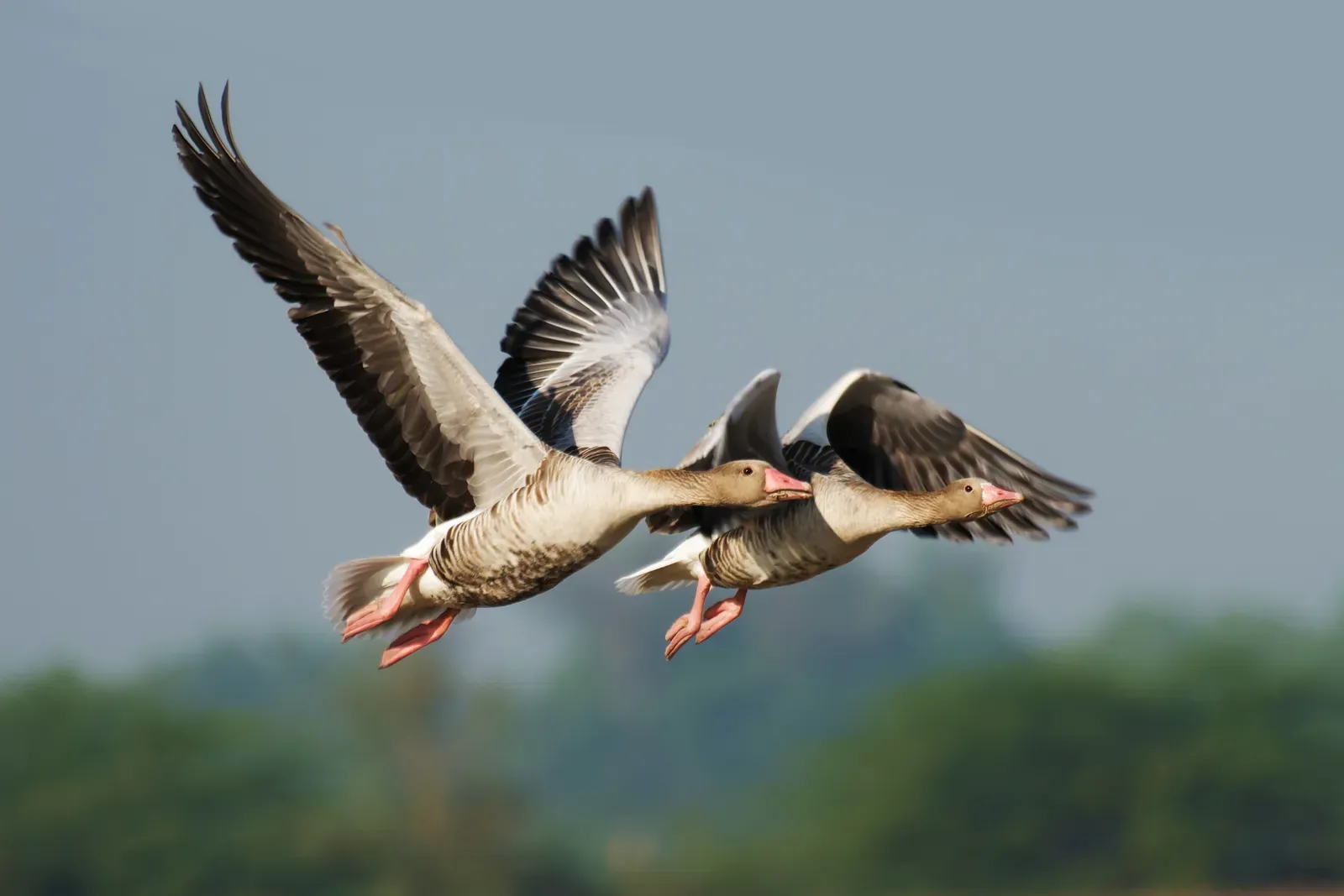 Capricorn: The Goose's Determined Path (Image Credits: Wikimedia)