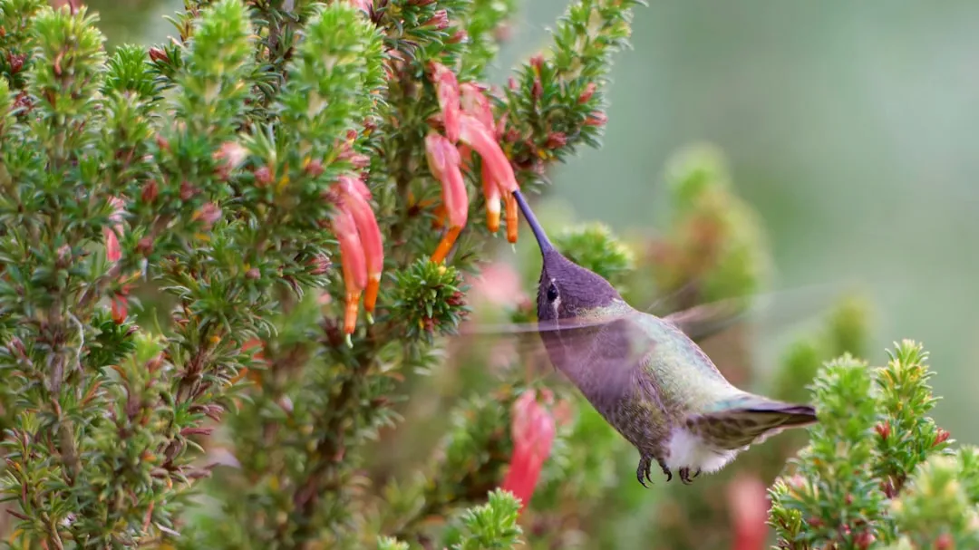#19 - California Fuchsia: The Late-Season Lifeline (Image Credits: Unsplash)
