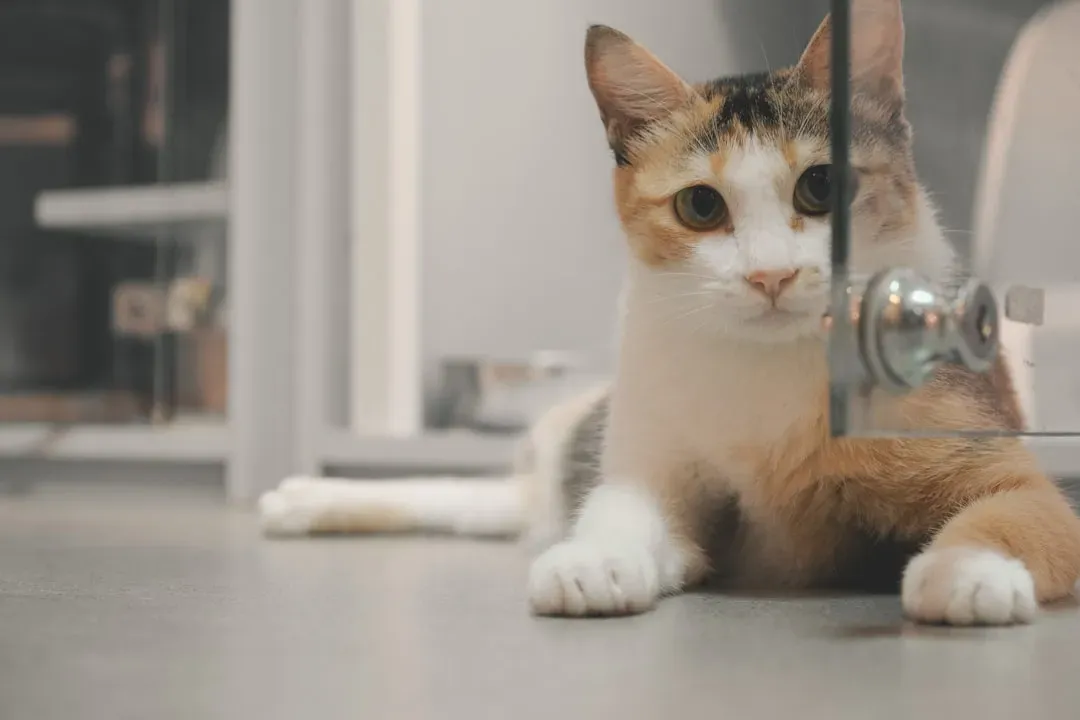 Conclusion: The Real Truth About Shelter Adoption (Image Credits: Unsplash)