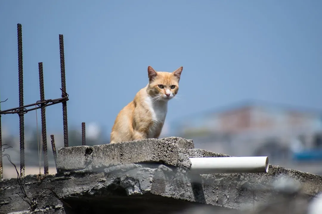 Cats (Image Credits: Unsplash)
