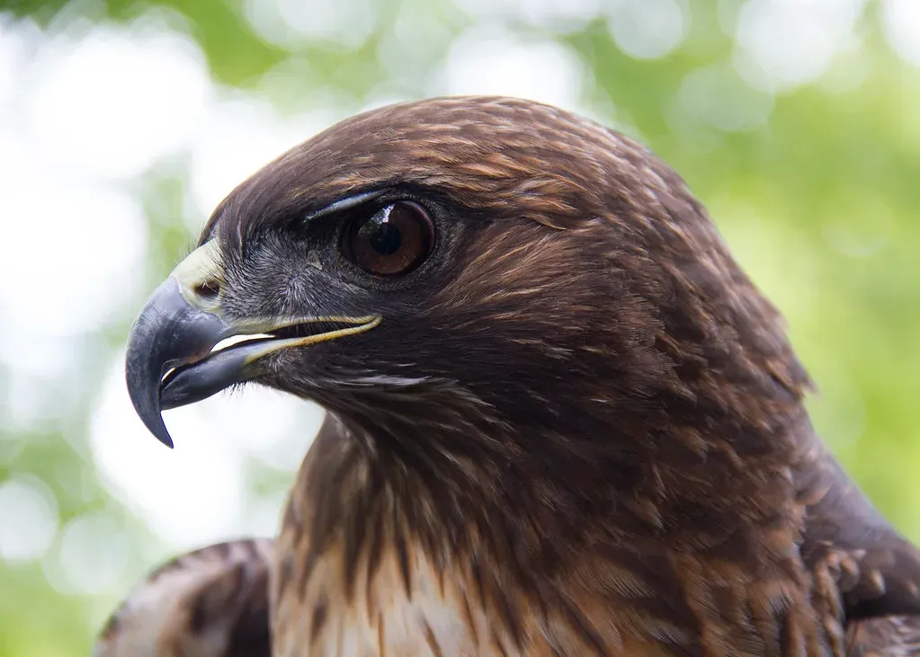 The Hawk Guides Aries With Sharp Vision (Image Credits: Flickr)