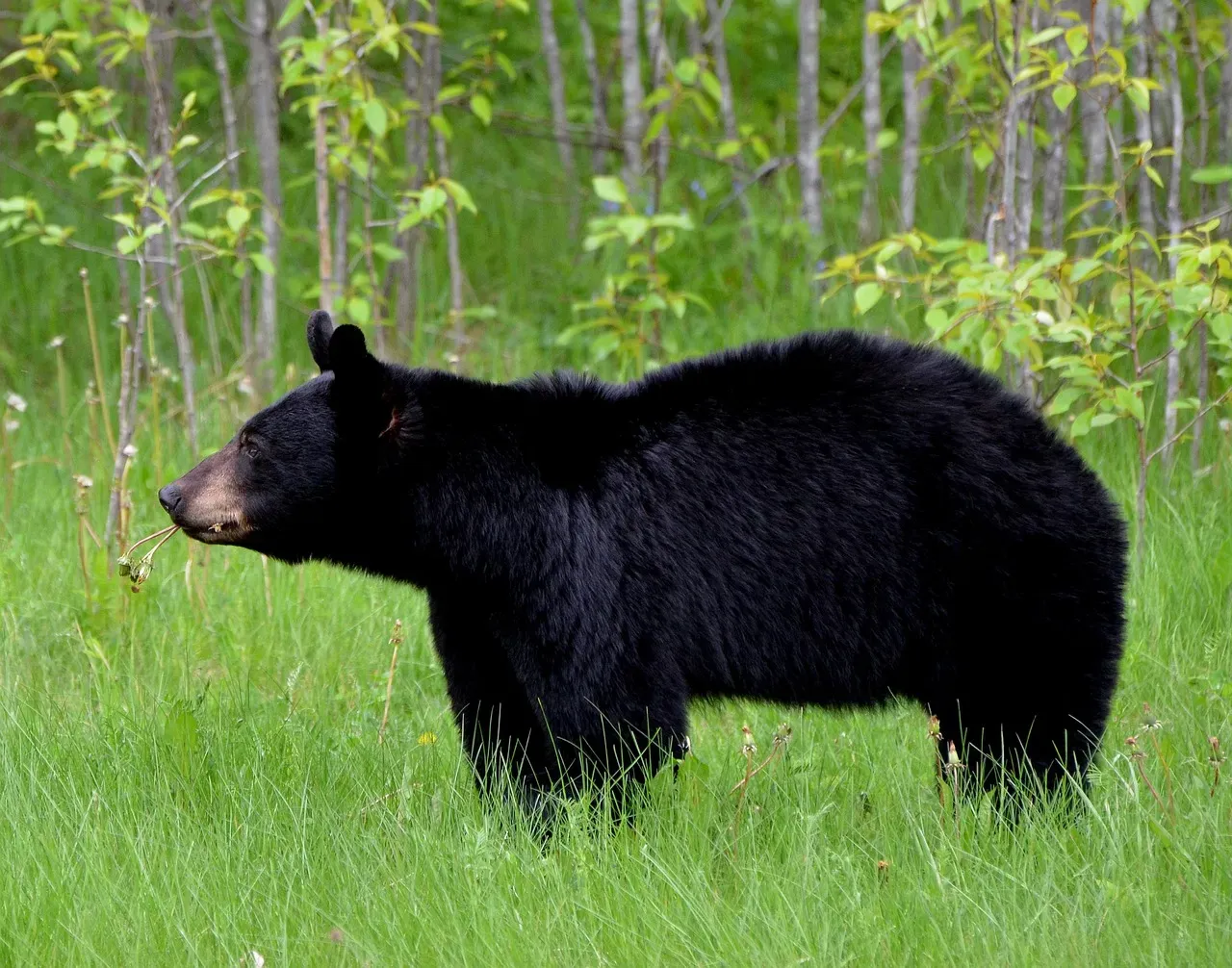 8. Black Bear (Image Credits: Pixabay)